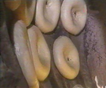 horno (6)  ALIMENTOS MERCADO